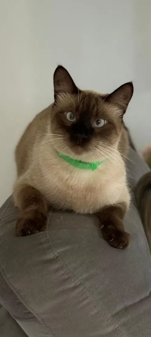 Gato raça Siamês idade 2 anos nome Adulto