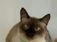 Adulto