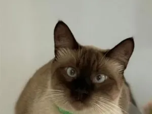 Gato raça Siamês idade 2 anos nome Adulto