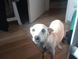 Cachorro raça SRD-ViraLata idade 4 anos nome Lupita