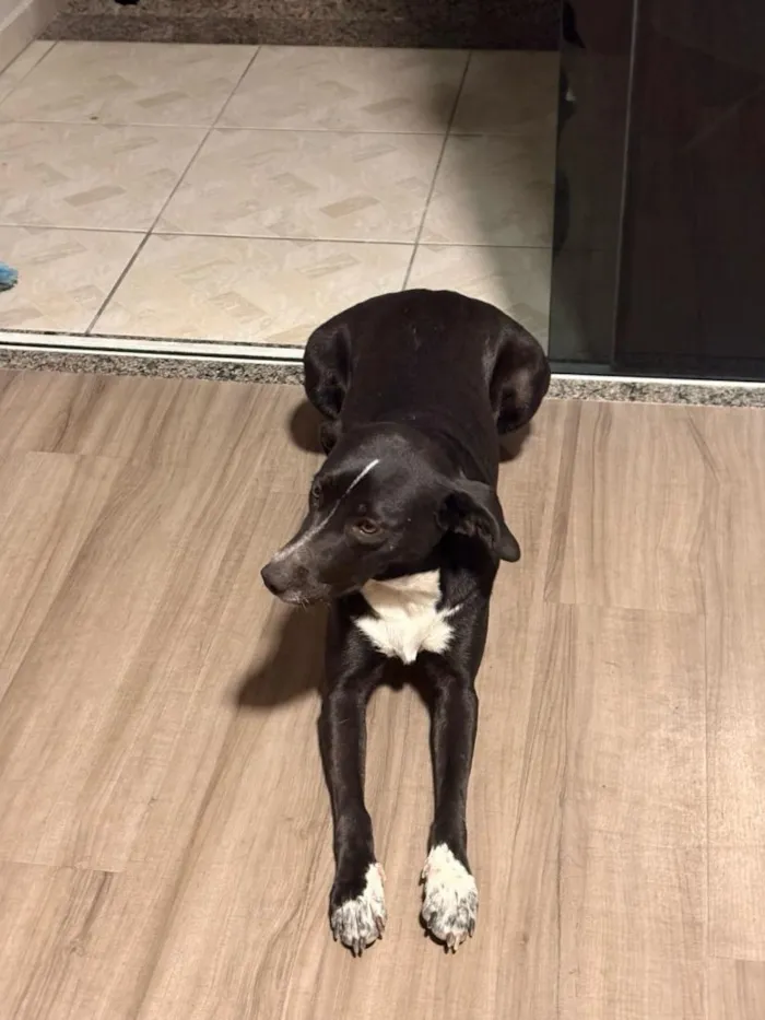 Cachorro raça SRD-ViraLata idade 2 anos nome Georgina 