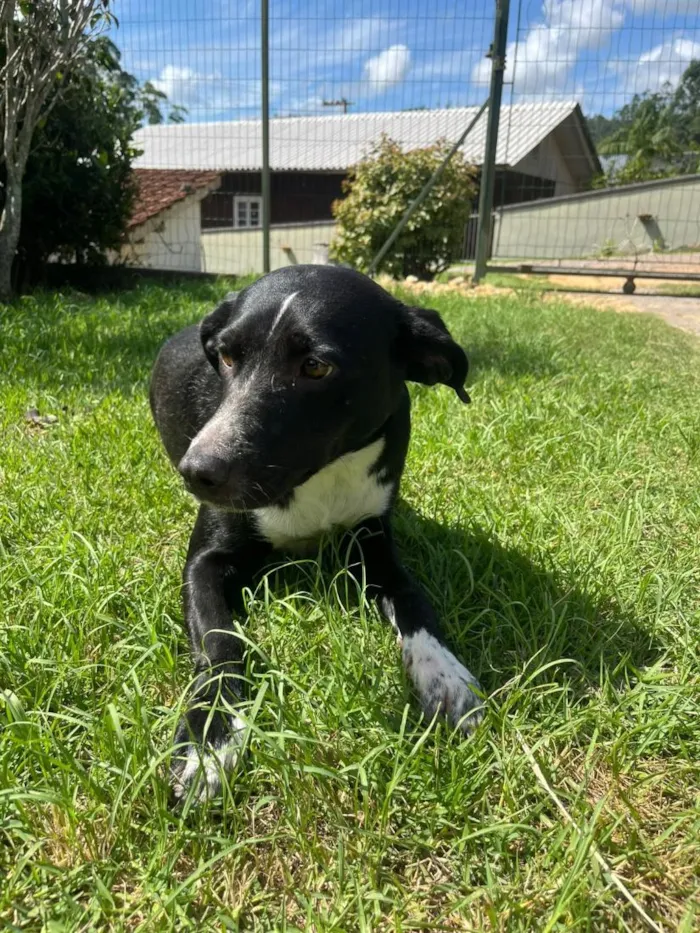 Cachorro raça SRD-ViraLata idade 2 anos nome Georgina 