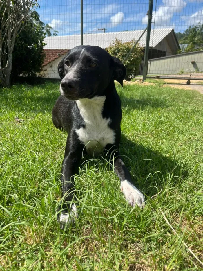 Cachorro raça SRD-ViraLata idade 2 anos nome Georgina 