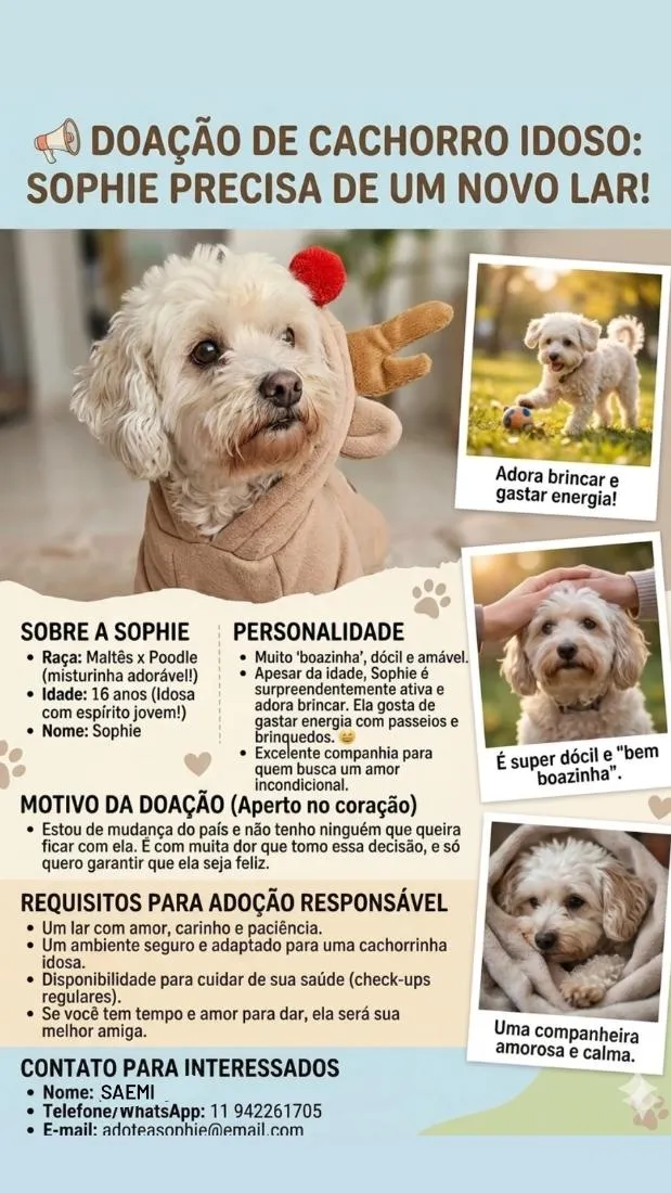Cachorro raça Maltês idade 6 ou mais anos nome Sophie