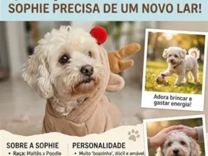 Cachorro raça Maltês idade 6 ou mais anos nome Sophie