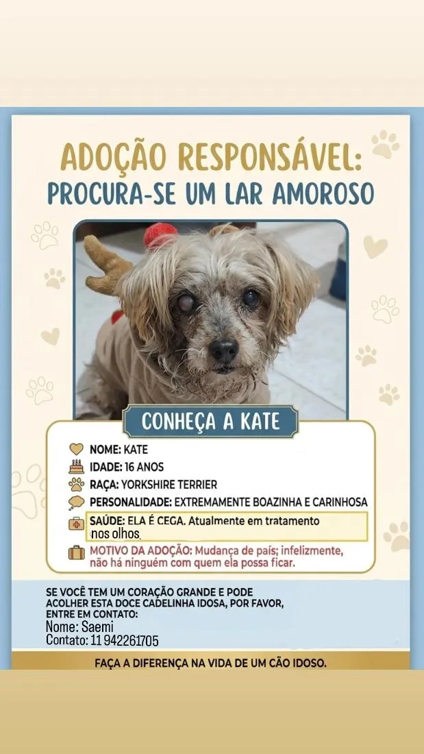 Cachorro raça SRD-ViraLata idade 6 ou mais anos nome Kate