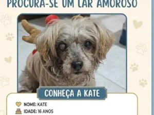 Cachorro raça SRD-ViraLata idade 6 ou mais anos nome Kate
