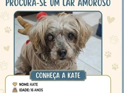 Cachorro raça SRD-ViraLata idade 6 ou mais anos nome Kate