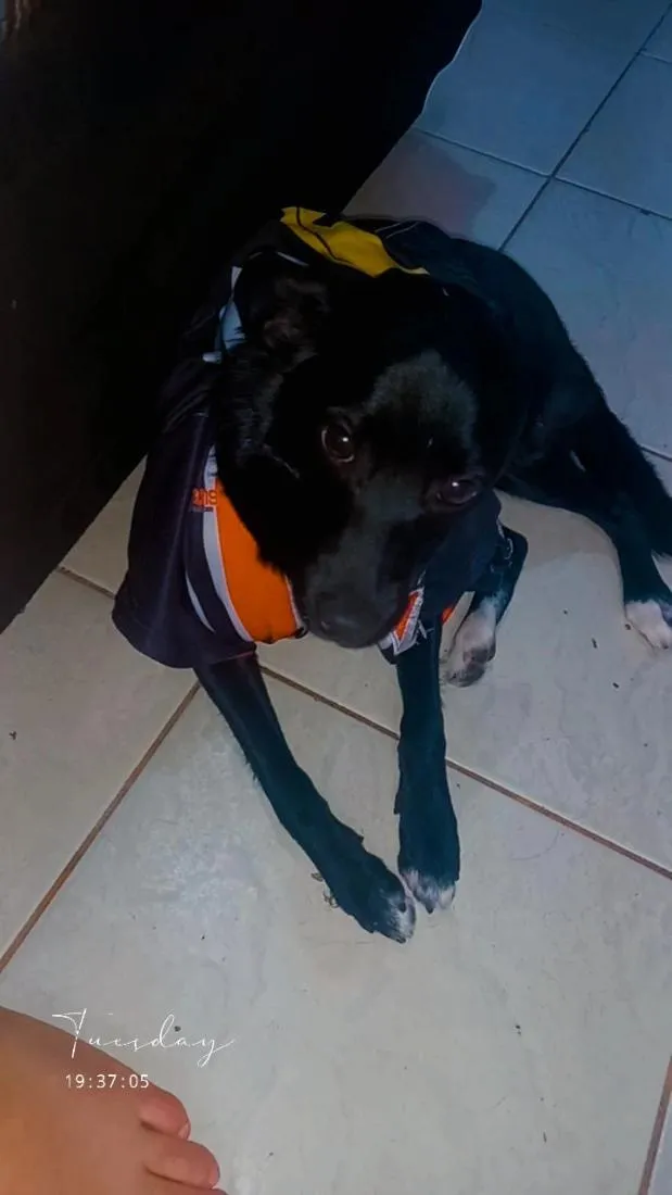 Cachorro raça SRD-ViraLata idade 1 ano nome Sherlock