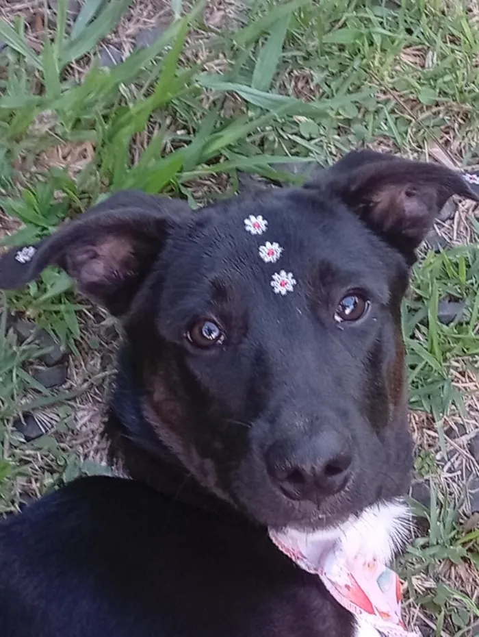 Cachorro raça SRD-ViraLata idade 7 a 11 meses nome Hanna 