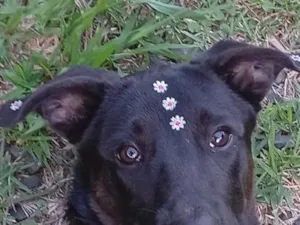 Cachorro raça SRD-ViraLata idade 7 a 11 meses nome Hanna 