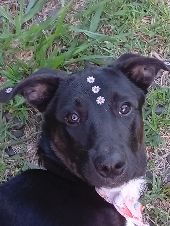 Cachorro raça SRD-ViraLata idade 7 a 11 meses nome Hanna 