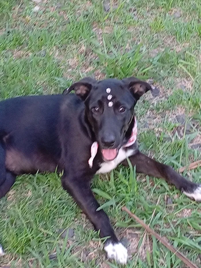 Cachorro raça SRD-ViraLata idade 7 a 11 meses nome Hanna 