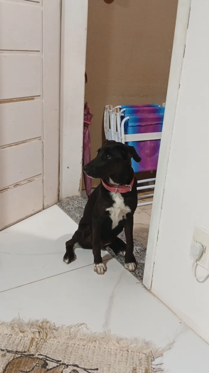 Cachorro raça SRD-ViraLata idade 7 a 11 meses nome Hanna 