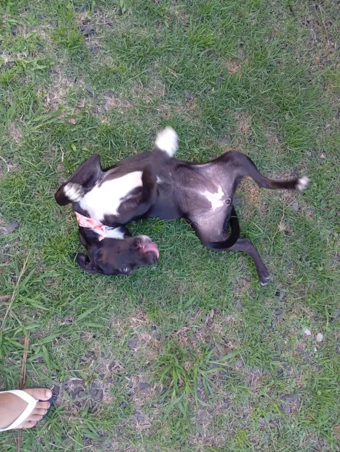 Cachorro raça SRD-ViraLata idade 7 a 11 meses nome Hanna 