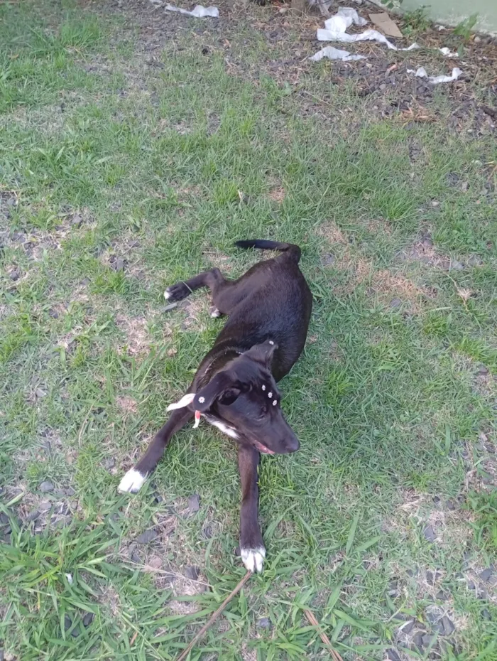 Cachorro raça SRD-ViraLata idade 7 a 11 meses nome Hanna 