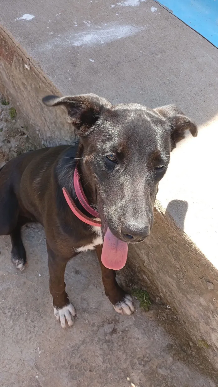 Cachorro raça SRD-ViraLata idade 7 a 11 meses nome Hanna 