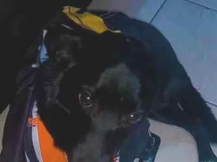 Cachorro raça SRD-ViraLata idade 1 ano nome Sherlock