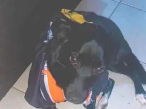 Cachorro raça SRD-ViraLata idade 1 ano nome Sherlock