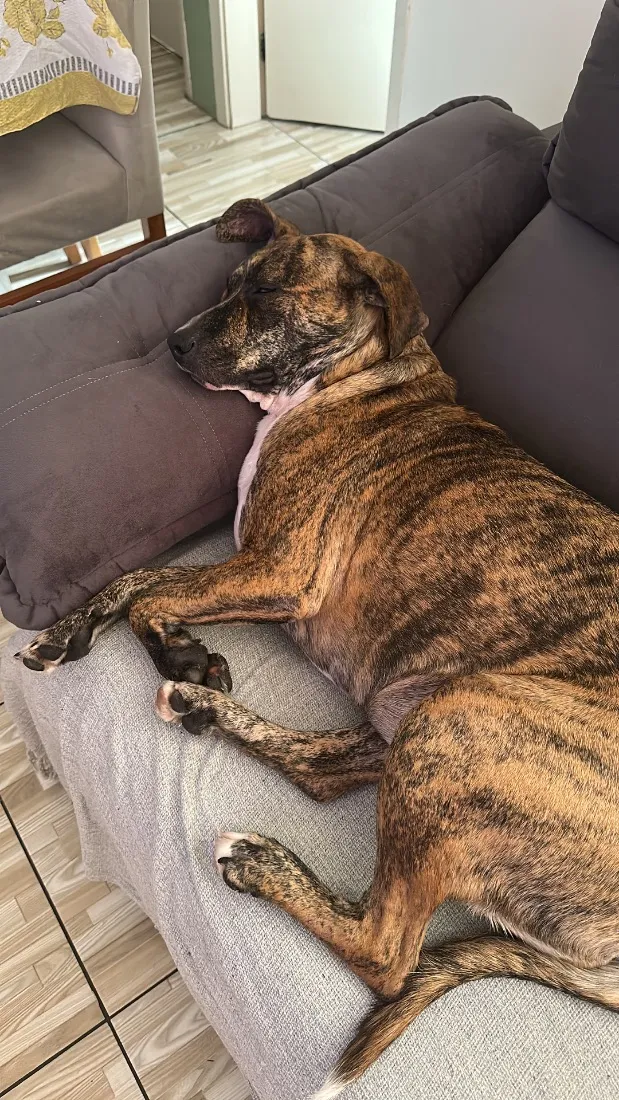Cachorro raça SRD-ViraLata idade 2 anos nome Pandora