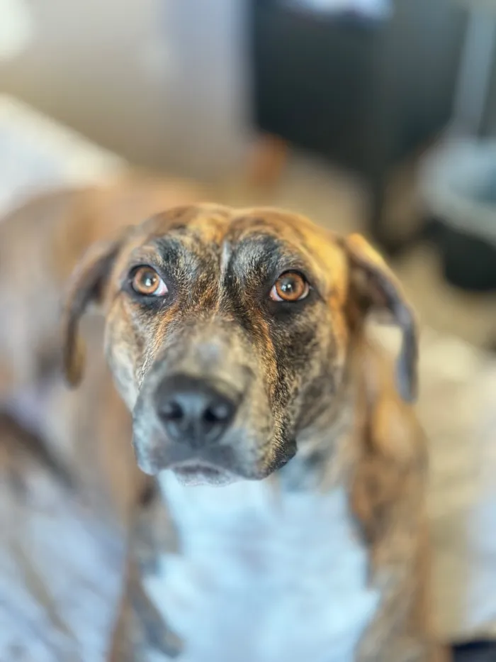 Cachorro raça SRD-ViraLata idade 2 anos nome Pandora