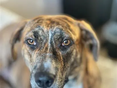 Cachorro raça SRD-ViraLata idade 2 anos nome Pandora