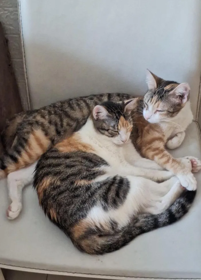 Gato raça SRD-ViraLata idade 7 a 11 meses nome Meg e Liza