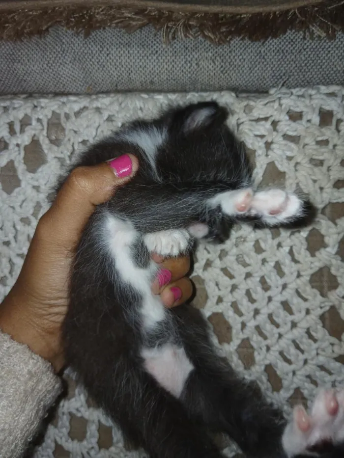 Gato raça SRD-ViraLata idade Abaixo de 2 meses nome sapeca