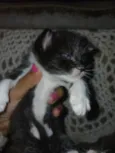 sapeca
