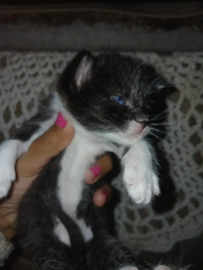 Gato raça SRD-ViraLata idade Abaixo de 2 meses nome sapeca