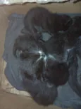 sapeca