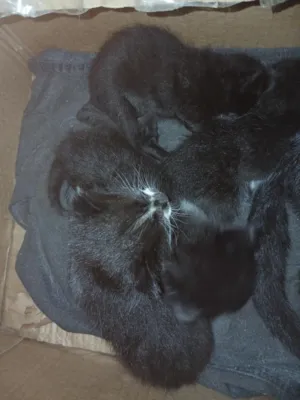 Gato raça SRD-ViraLata idade Abaixo de 2 meses nome sapeca