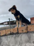 Nala