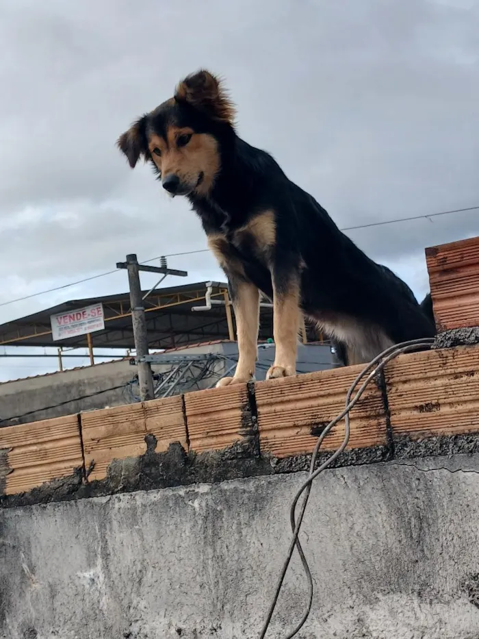 Cachorro raça SRD-ViraLata idade 7 a 11 meses nome Nala