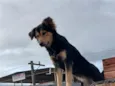 Nala