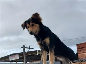 Cachorro raça SRD-ViraLata idade 7 a 11 meses nome Nala