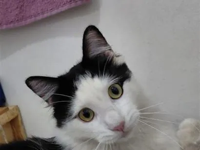 Gato raça Persa idade 1 ano nome não sei 