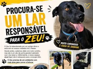 Cachorro raça SRD-ViraLata idade 1 ano nome Zeu
