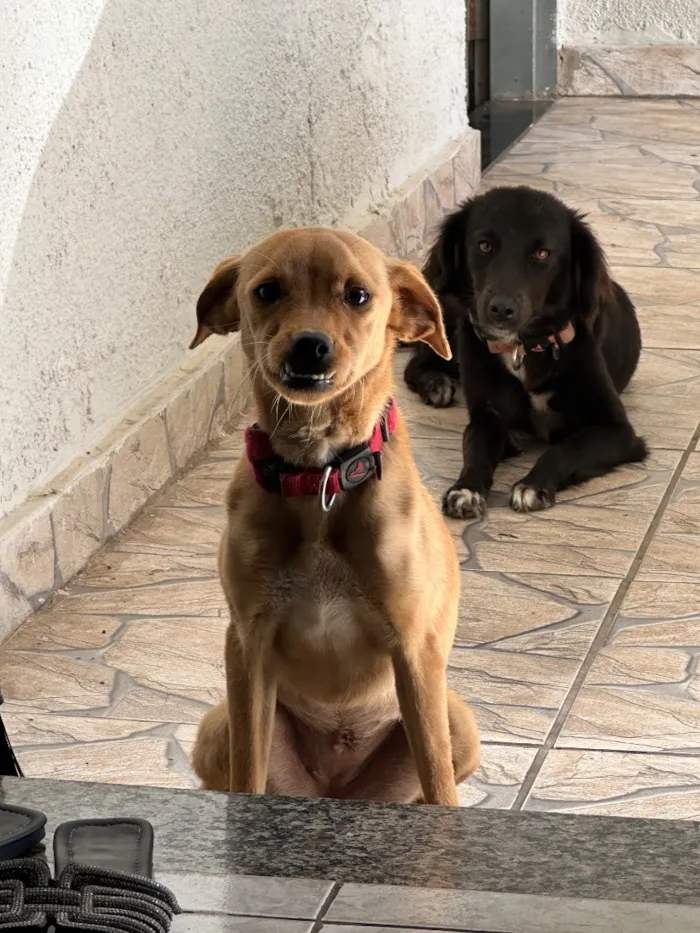 Cachorro raça SRD-ViraLata idade 1 ano nome Malu e Maggie 