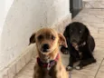 Malu e Maggie 