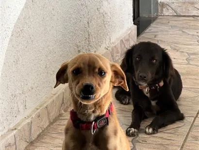 Cachorro raça SRD-ViraLata idade 1 ano nome Malu e Maggie 
