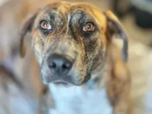 Cachorro raça SRD-ViraLata idade 2 anos nome Pandora