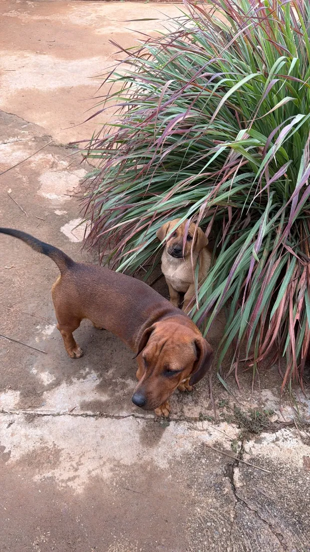 Cachorro raça SRD-ViraLata idade 7 a 11 meses nome Simba