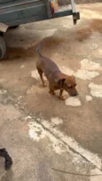 Simba