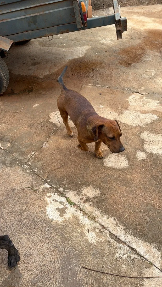 Cachorro raça SRD-ViraLata idade 7 a 11 meses nome Simba