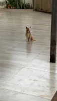 Simba