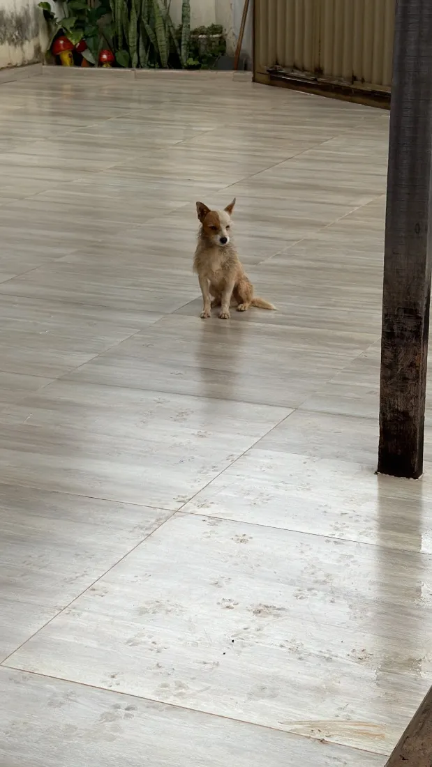 Cachorro raça SRD-ViraLata idade 7 a 11 meses nome Simba