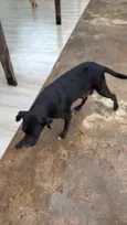 Simba