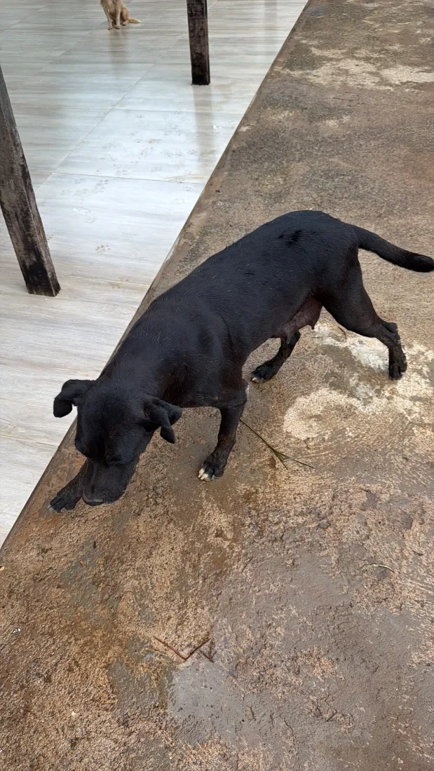 Cachorro raça SRD-ViraLata idade 7 a 11 meses nome Simba