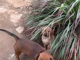 Simba